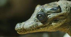 Ռոբոտ կոկորդիլոսներին մայրը սեփական ձագերի տեղ է ընդունել